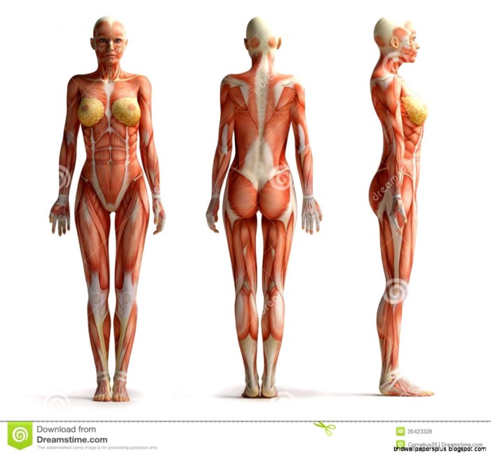 The structure of the female body anatomy