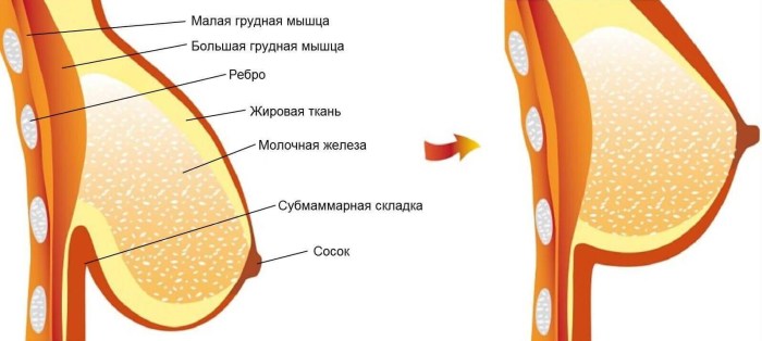 Female breast in the context