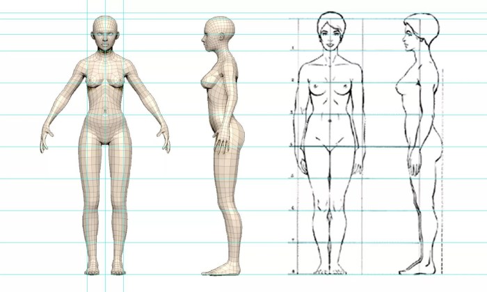 The proportions of a woman of a woman