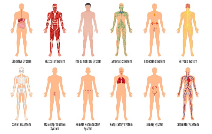 Human body systems