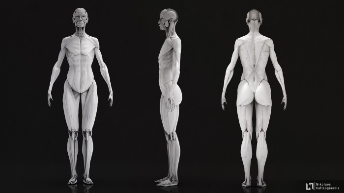 Anatomy model