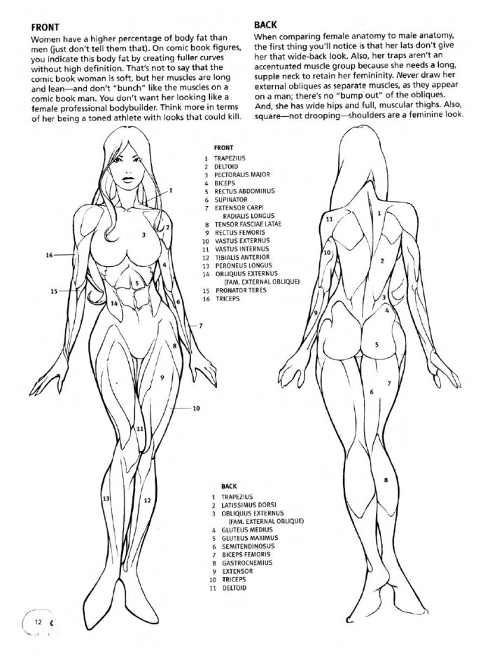 The proportions of the female body reference