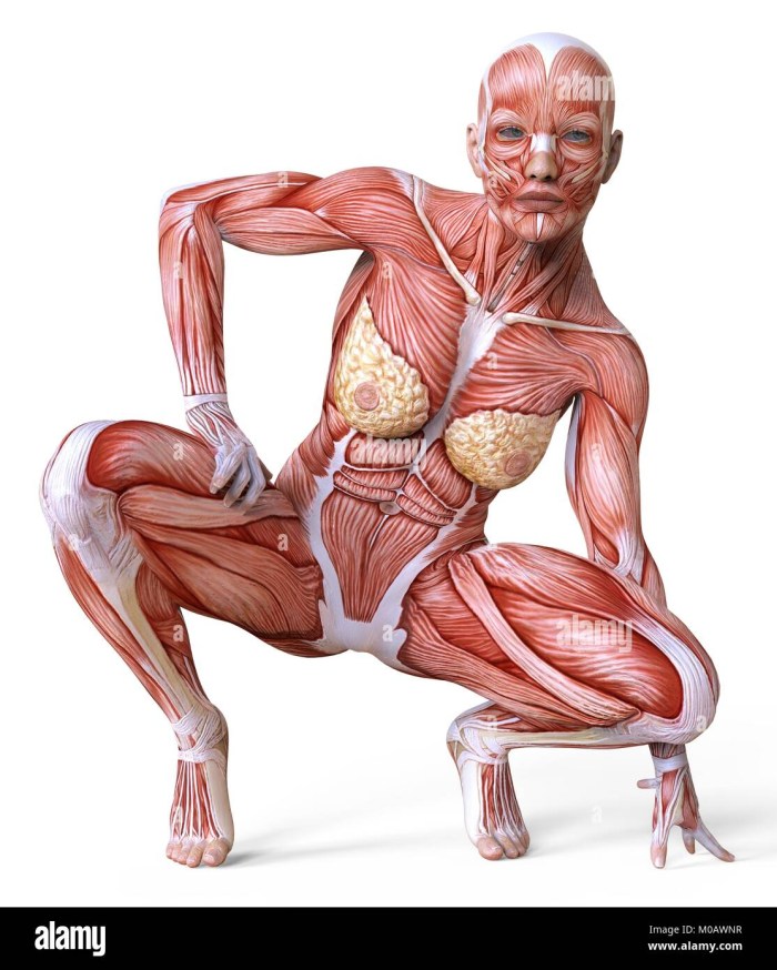 The muscles of the woman are anatomy