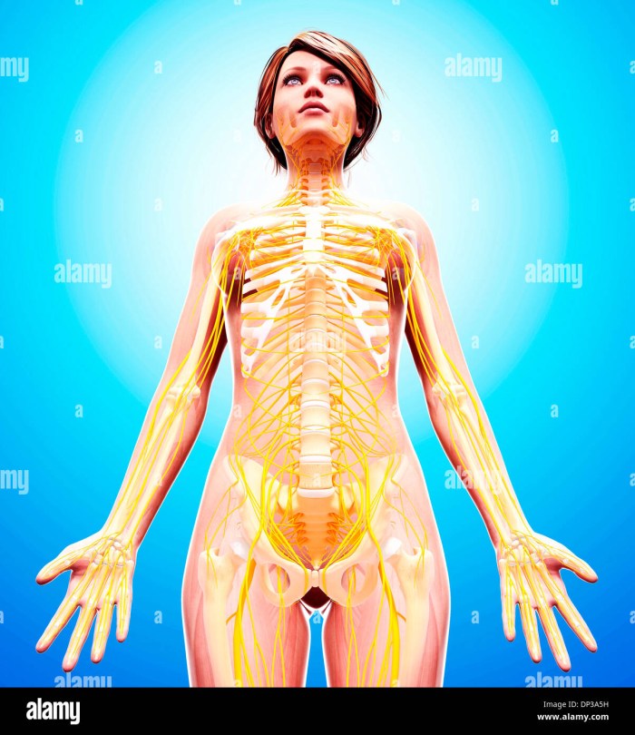 Dynamic anatomy woman