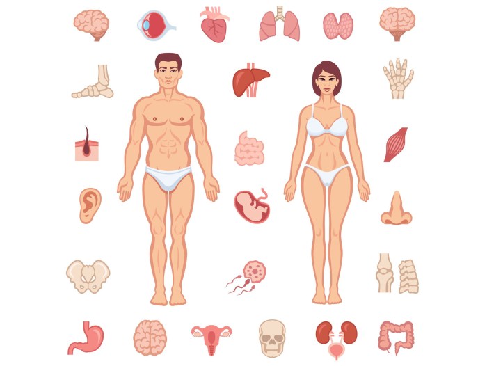 BodyParts 806