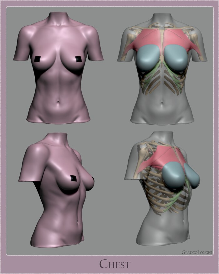 Anatomy of the chest