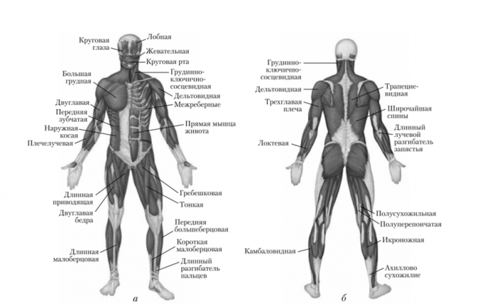 The structure of the human muscles in front