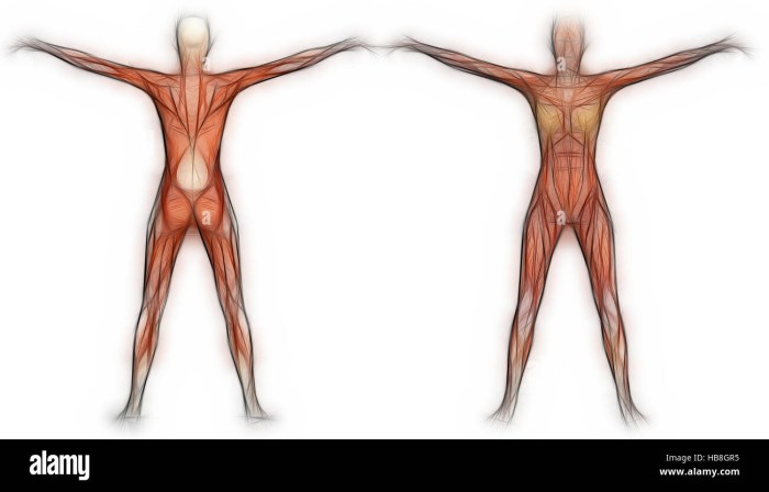 Human muscle anatomy