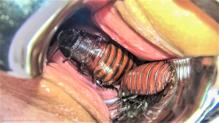 Homosexuality in Insects