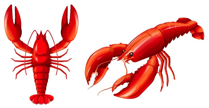 Red lobster on a white background