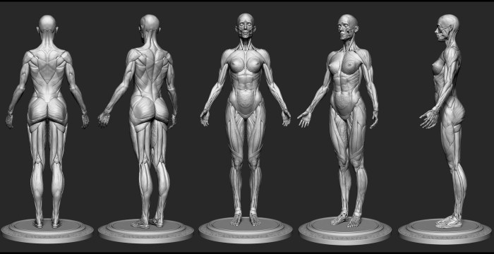 Complete growth proportions