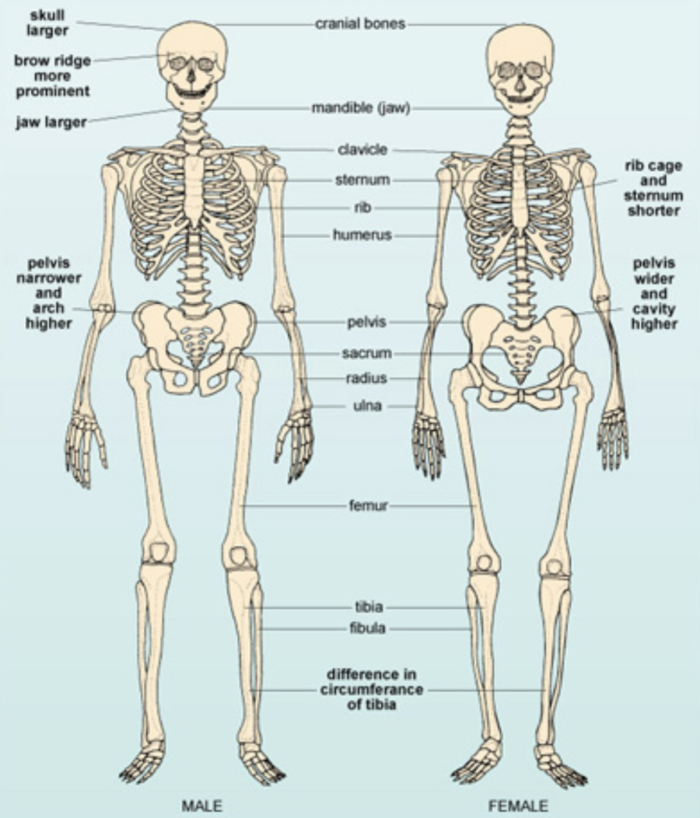 Anatomy of the female body