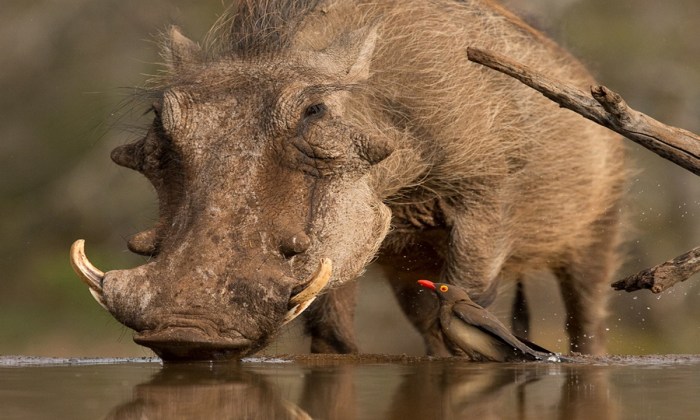 Wild boar sekach forest