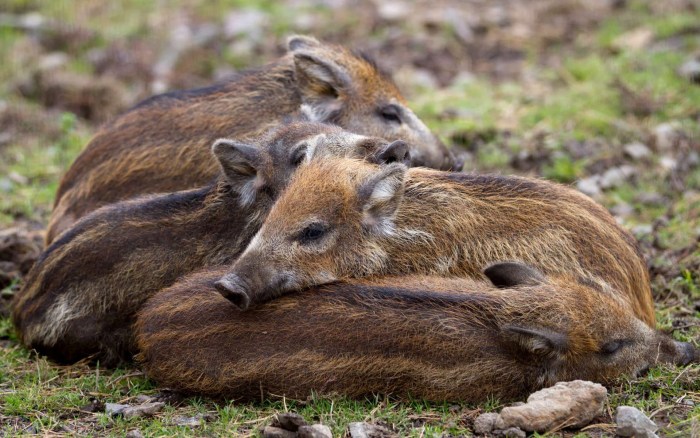 Pigns of a wild boar