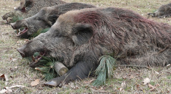 Wild boar squirrel boar
