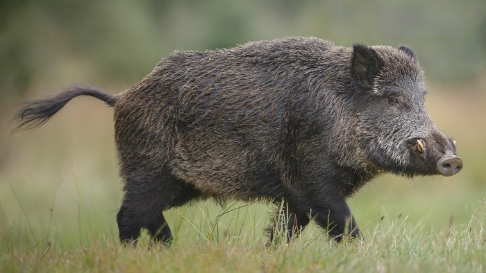 Boar Logo