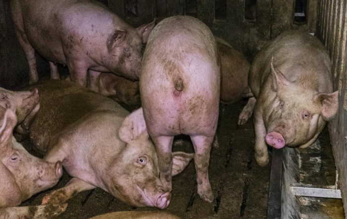 Naked piglets