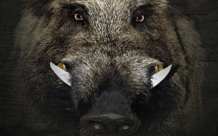 Wild boar parasites