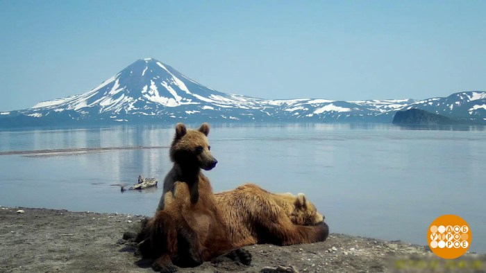 Bear island Kamchatka