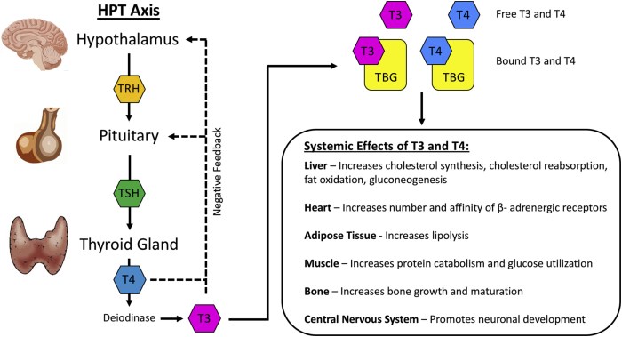European Thyroid Association Guidelines 2021 of Hypothyroidism