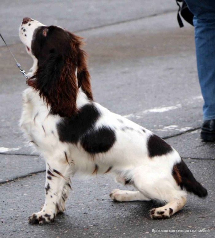 Spaniel with a long tail