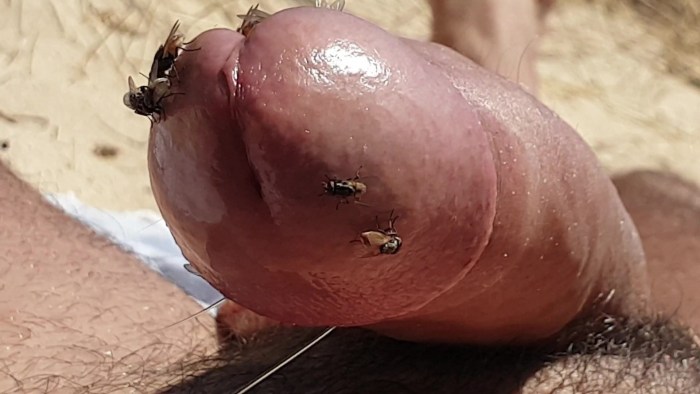 Insects on a male cock