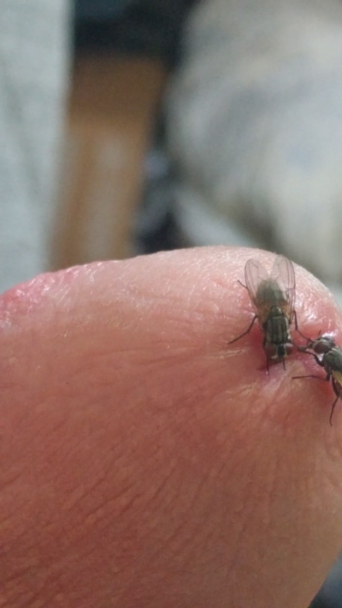Bugs on the genitals