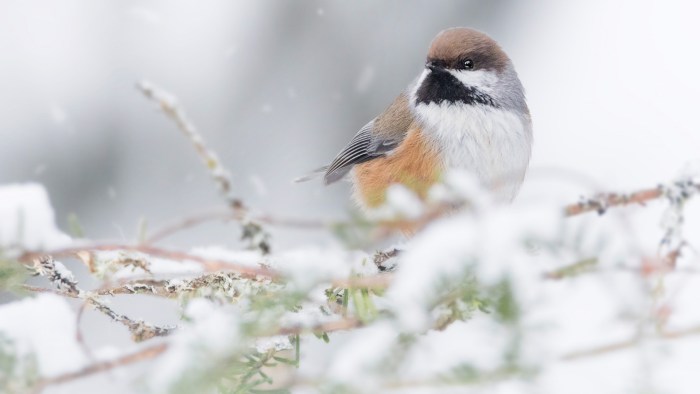 Snow on bird branches