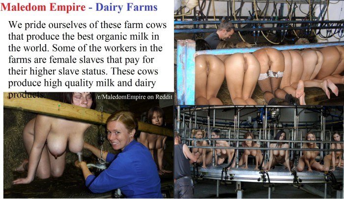 The girl finishes the cow