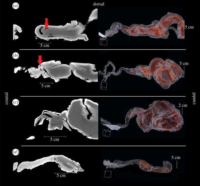 Dog Horse and Human Penis Size Comparison