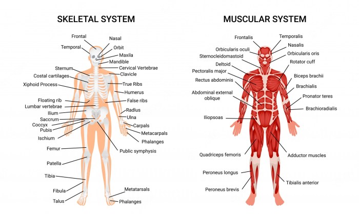 Woman in front is anatomy