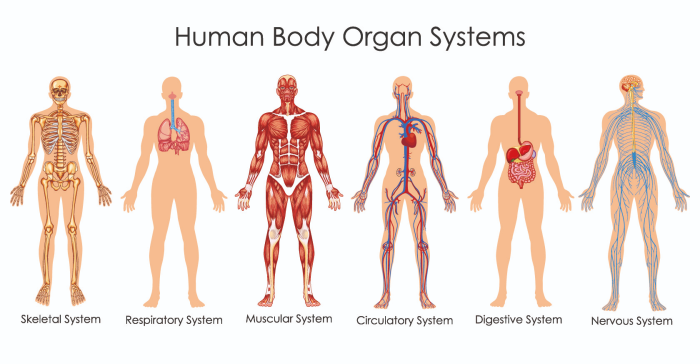Human body drawing lessons