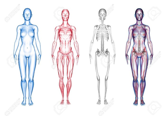 Anatomy of a woman