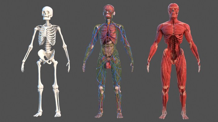 Anatomy of girls from hentai