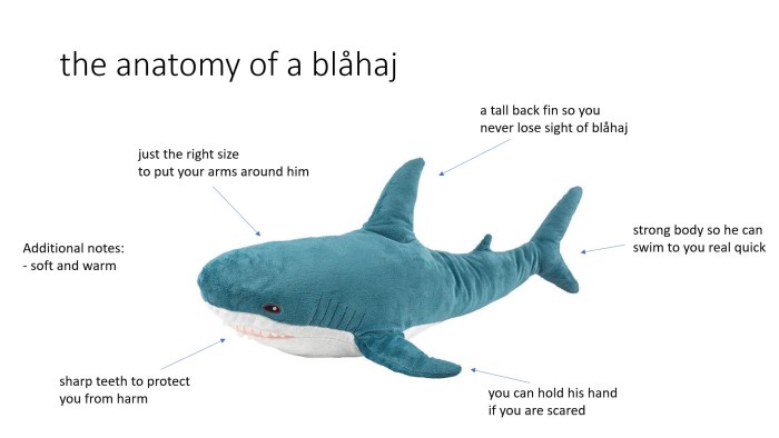 Anatomy of the female reproductive system Gynecology
