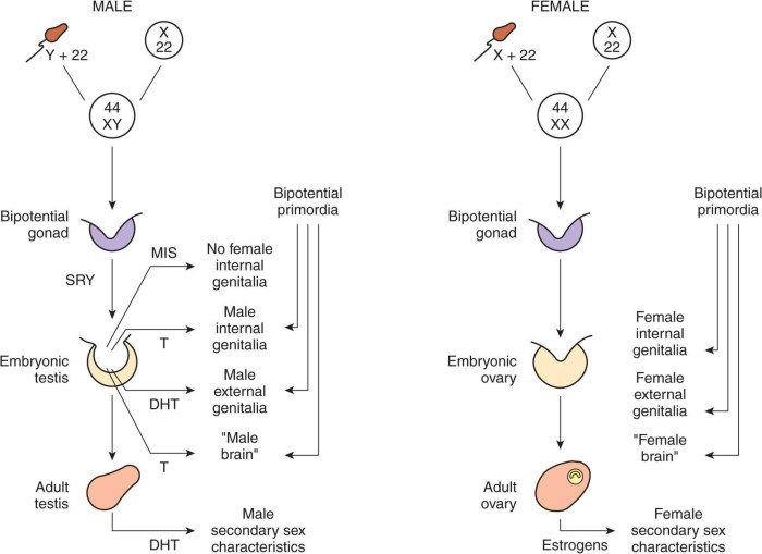Reproductive system evolution