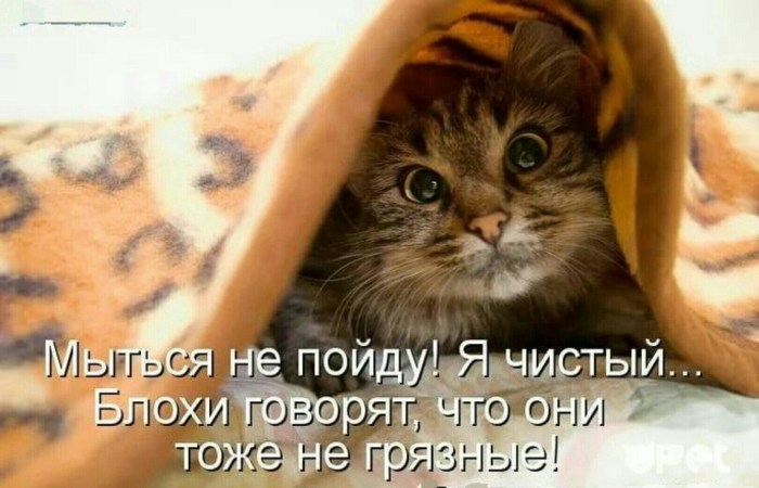Wishes to your beloved