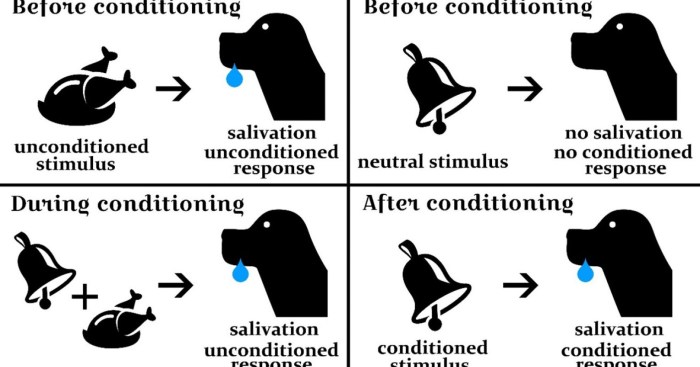 The Unaconditioned Stimulus in Classical Conditioning