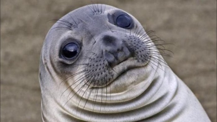 Lonely seal