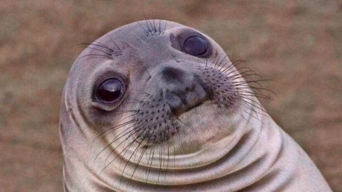 Seal meme