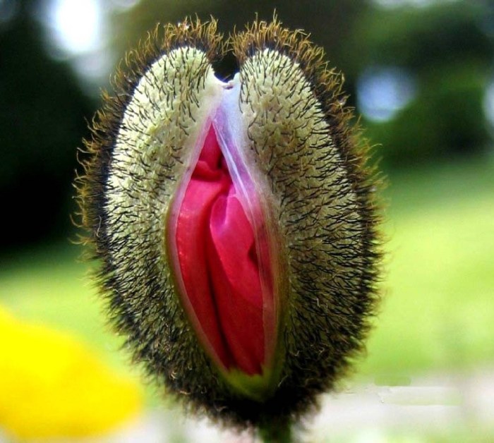 Funny flowers