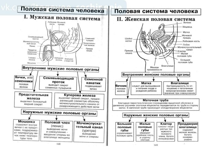 Premier system anatomy table