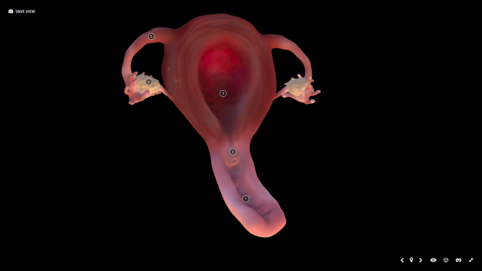 Gynecology of illustration