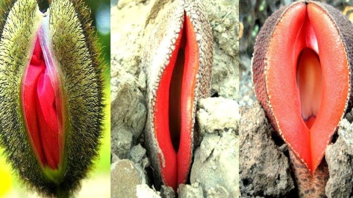 Varieties of vagina
