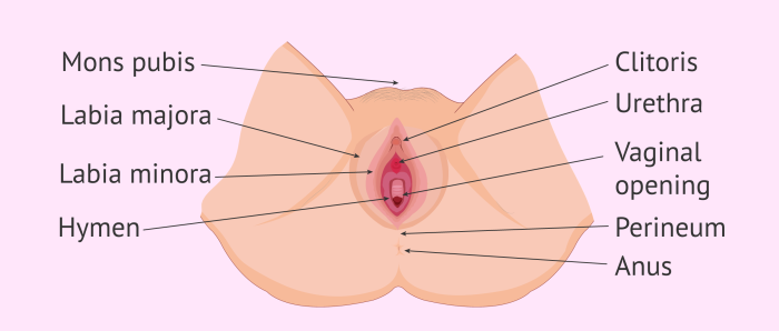Ladies with large labia lips