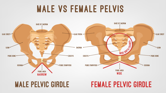 Man and woman comparison of anatomy