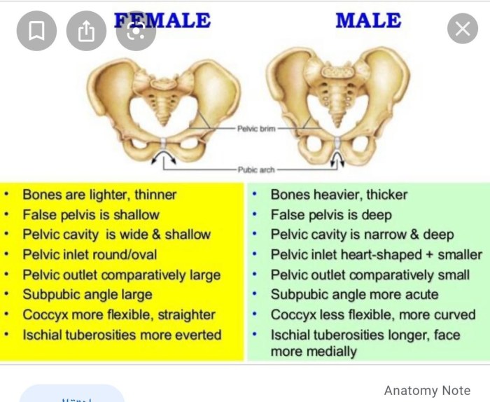 The source of the development of the bladder