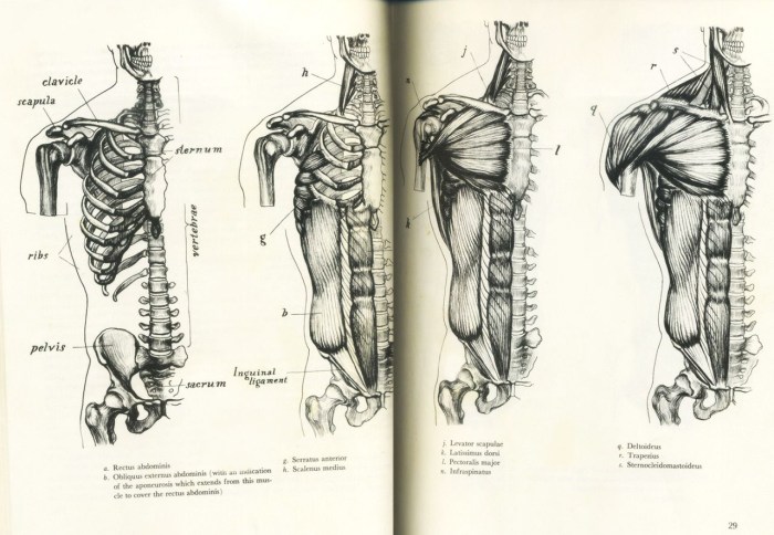 Art Wide Hips