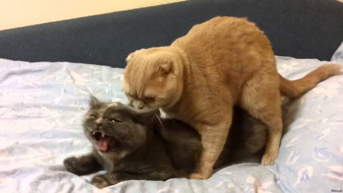 Cat mating