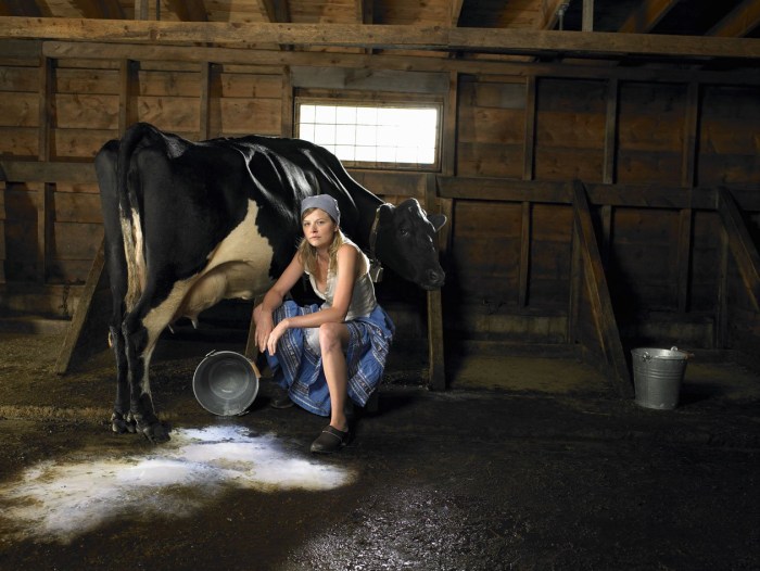 Photoshoot with a cow
